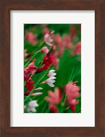 Framed Kaffir Lily Flowers In Bloom