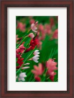 Framed Kaffir Lily Flowers In Bloom