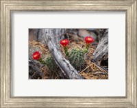 Framed Hedgehog Cactus in Bloom