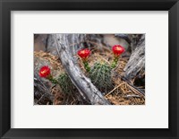 Framed Hedgehog Cactus in Bloom