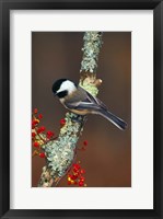 Framed Black-capped Chickadee Bird