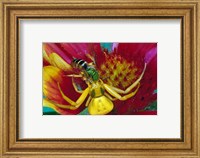 Framed Goldenrod Crab Spider