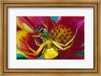 Framed Goldenrod Crab Spider