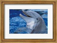 Framed Dolphin