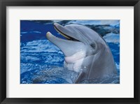 Framed Dolphin