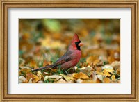 Framed Male Cardinal