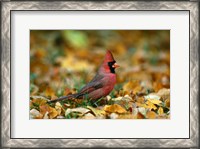 Framed Male Cardinal