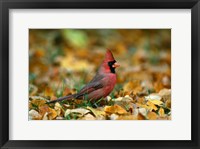 Framed Male Cardinal