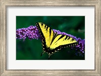 Framed Tiger Swallowtail Butterfly