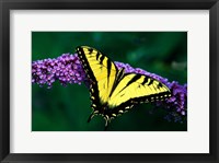 Framed Tiger Swallowtail Butterfly