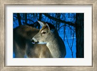 Framed Deer Doe in Snowy Woods