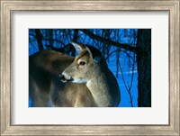 Framed Deer Doe in Snowy Woods