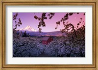 Framed Apple Trees in Oregon