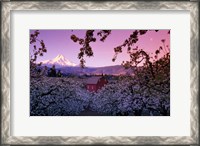 Framed Apple Trees in Oregon