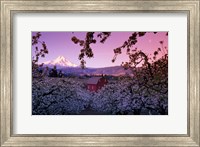 Framed Apple Trees in Oregon