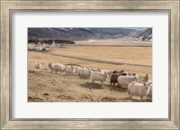 Framed Flock of Sheep, Iceland