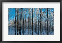 Framed Winter Ice on Trees, New York State, USA