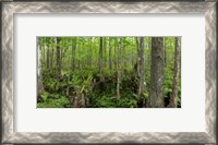 Framed Six Mile Cypress Slough Preserve in Fort Myers, Florida