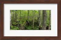 Framed Six Mile Cypress Slough Preserve in Fort Myers, Florida