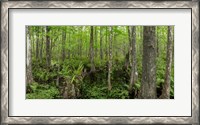 Framed Six Mile Cypress Slough Preserve in Fort Myers, Florida