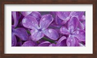 Framed Lilac Flowers