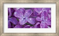 Framed Lilac Flowers