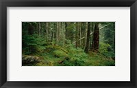 Framed Hoh Rainforest, Olympic National Forest, Washington State