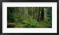 Framed Hoh Rainforest, Olympic National Forest, Washington State