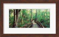 Framed Fakahatchee Strand State Preserve, Florida