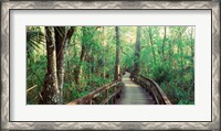 Framed Fakahatchee Strand State Preserve, Florida