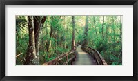 Framed Fakahatchee Strand State Preserve, Florida