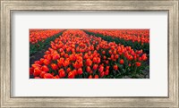 Framed Rows of Red Tulips in bloom, North Holland, Netherlands