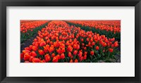 Framed Rows of Red Tulips in bloom, North Holland, Netherlands