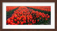 Framed Rows of Red Tulips in bloom, North Holland, Netherlands