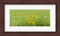 Framed Wildflowers, Portville, New York State