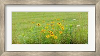 Framed Wildflowers, Portville, New York State