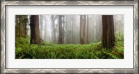 Framed Vine Maple Trees, Mt Hood, Oregon