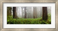 Framed Vine Maple Trees, Mt Hood, Oregon