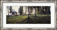 Framed Birch Trees, Imatra, Finland