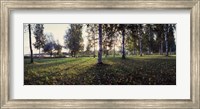 Framed Birch Trees, Imatra, Finland
