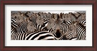 Framed Herd of Zebras