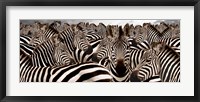 Framed Herd of Zebras