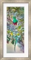 Framed Resplendent Quetzal, Costa Rica
