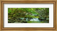 Framed Creek in Great Smoky Mountains National Park, Tennessee