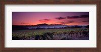 Framed Vineyard At Sunset, Napa Valley, California