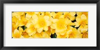 Framed Yellow Tulips