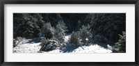Framed Snow Covered Firs, Provence-Alpes-Cote d'Azur, France