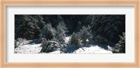 Framed Snow Covered Firs, Provence-Alpes-Cote d'Azur, France