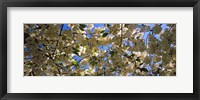 Framed Cherry Blossoms Riverside Park, Manhattan, New York City