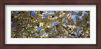 Framed Cherry Blossoms Riverside Park, Manhattan, New York City